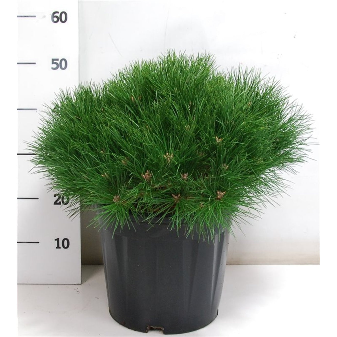 Tall – Pinus 'Marie Bregeon' - C12 40-50 CM